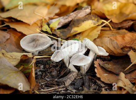 Pilze, Pilze bevölkern den Wald und füllen ihn mit Leben Stockfoto