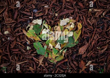 Herbstblätter auf dem Waldboden mit einem grünen Herz aus Laub Stockfoto