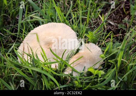 Pilze, Pilze bevölkern den Wald und füllen ihn mit Leben Stockfoto