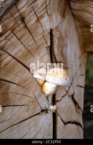 Pilze, Pilze bevölkern den Wald und füllen ihn mit Leben Stockfoto