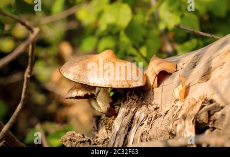 Pilze, Pilze bevölkern den Wald und füllen ihn mit Leben Stockfoto