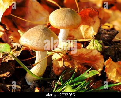 Pilze, Pilze bevölkern den Wald und füllen ihn mit Leben Stockfoto