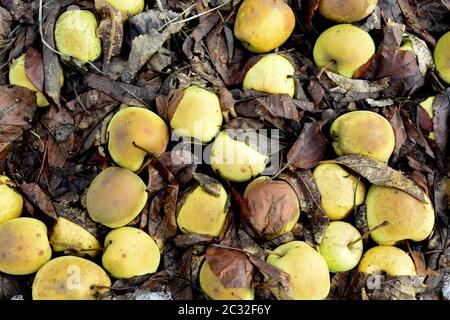 Faule gefallenen Äpfel in einem Obstgarten, Bild Stockfoto