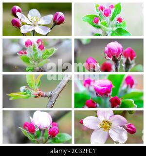 apfelblüte mit grünen Blättern Collage Stockfoto