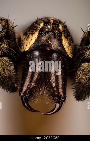 Fokus Stapeln Porträt von dünnbeinigen Wolf Spinnen. Stockfoto