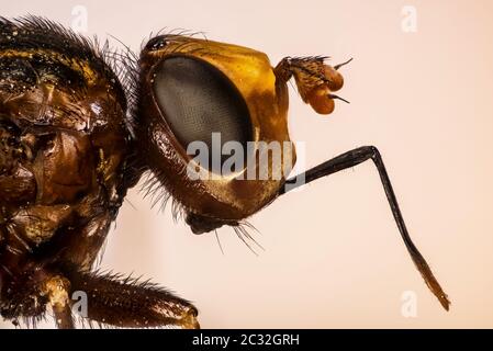 Fokus Stapeln Porträt von Ferruginous Bee-Grabber. Ihr lateinischer Name ist Sicus ferrugineus. Stockfoto