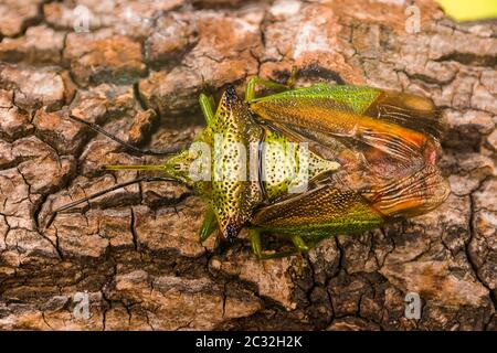 Fokus Stapeln von Hawthorn Shieldbug. Sein lateinischer Name ist Acanthosoma haemorrhoidale. Stockfoto