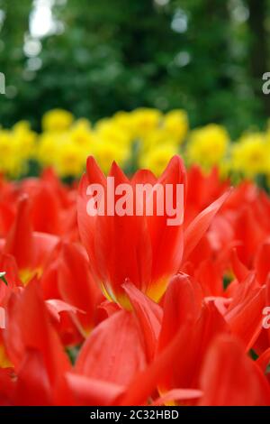 rote und gelbe Tulpen Stockfoto