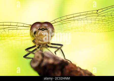 Nahaufnahme des Makromodus in der Focus Stacking-Technik von Common Darter. Sein lateinischer Name ist Sympetrum striolatum. Stockfoto