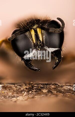 Fokus Stapeln Porträt von quadratischen Wasp. Ihr lateinischer Name ist Ectemnius continuus Stockfoto