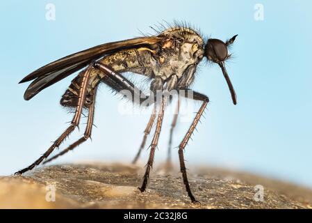 Makro Fokus Stapeln Porträt von Dance Fly. Ihr lateinischer Name ist Empis livida. Stockfoto