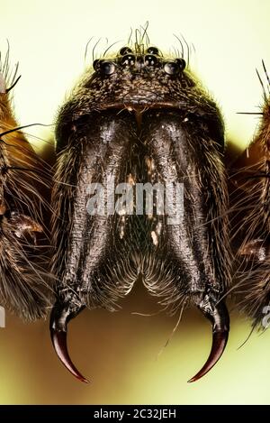 Makro Fokus Stapeln Aufnahme der weiblichen Riesenhaus Spider. Sein lateinischer Name ist Eratigena atrica. Stockfoto