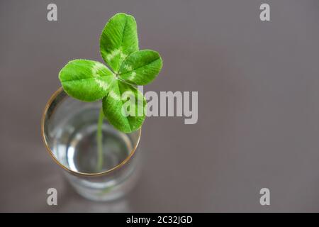 Glücklicher Kleeblatt in einer Vase, grauer Hintergrund. Stockfoto