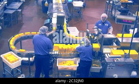 TILLAMOOK, OREGON, USA - 1. SEPTEMBER 2015: Arbeiter überwachen das Schneiden von großen Käseblöcken Stockfoto