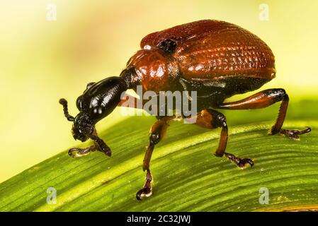 Haselblatt-Roller, Haselblatt-rollende Weevil, Apoderus coryli, Attelabidae Stockfoto
