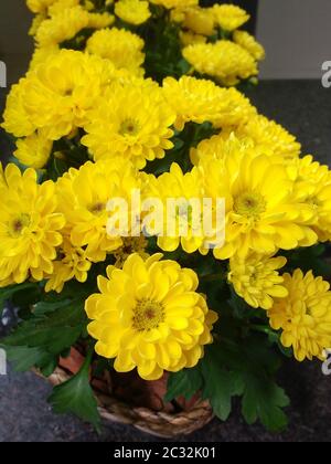 Blumentopf aus gelben Gerberas auf dunklem Hintergrund und Spiegelung im Spiegel. Stockfoto