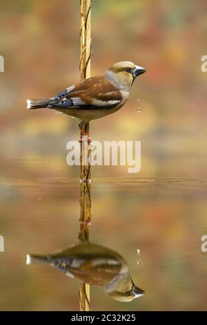 Eleganter weiblicher Weißfink, Coccothraustes Coccothraustes, trinkt Wasser mit Tröpfchen fallen vom Schnabel. Spiegelung eines Gartenvogels über dem Teich im Herbst Stockfoto