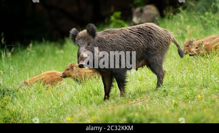 Gefährliche Wildschweine, Sus scrofa, beschützt ihre kleinen jungen gestreiften Ferkel im Frühling. Tierfamilie grasen auf grünem Gras in der Natur aus Stockfoto