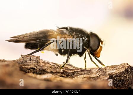 Pellucid Fly, Pellucid Hoverflies, große Ried-Hoverfly, Volucella pellucens Stockfoto