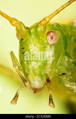 Nahaufnahme des Männchens von Oak Bush-Cricket. Sein lateinischer Name ist Meconema thalassinum. Stockfoto