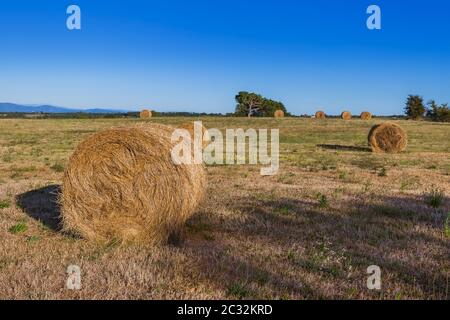 Strohballen auf einem Feld in der Toskana Italien Stockfoto