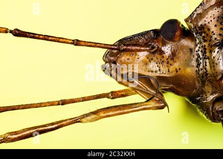 Makrofokus-Stapelaufnahme von Red-legged Shieldbug. Sein lateinischer Name ist Pentatoma rufipes Stockfoto