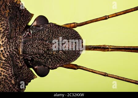 Makrofokus-Stapelaufnahme von Red-legged Shieldbug. Sein lateinischer Name ist Pentatoma rufipes Stockfoto