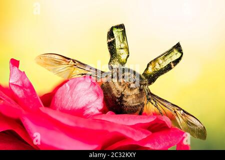 Rose Chafer im Flug. Sein lateinischer Name ist Cetonia aurata. Stockfoto