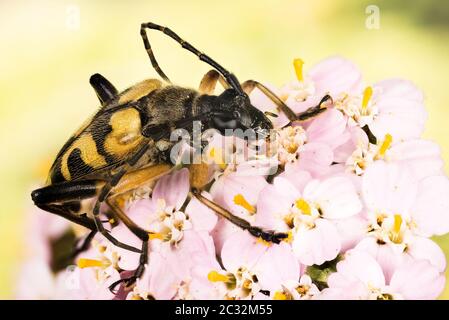 Makro Fokus Stapelung Aufnahme von Spotted Longhorn Beetle. Sein lateinischer Name ist Rutpela maculata. Stockfoto