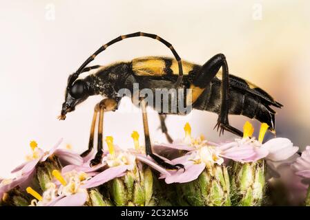 Makro Fokus Stapelung Aufnahme von Spotted Longhorn Beetle. Sein lateinischer Name ist Rutpela maculata. Stockfoto