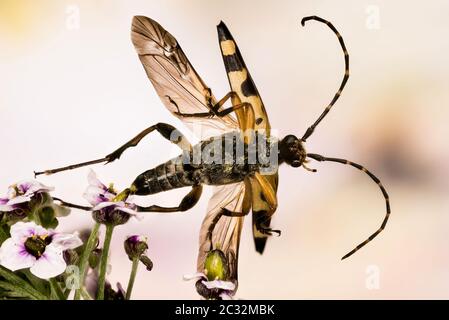 Makro Fokus Stapelung Aufnahme von Spotted Longhorn Beetle. Sein lateinischer Name ist Rutpela maculata. Stockfoto