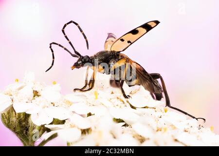 Makro Fokus Stapelung Aufnahme von Spotted Longhorn Beetle. Sein lateinischer Name ist Rutpela maculata. Stockfoto