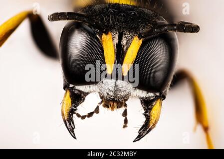 Fokus Stapeln Porträt von quadratischen Wasp. Ihr lateinischer Name ist Ectemnius continuus Stockfoto