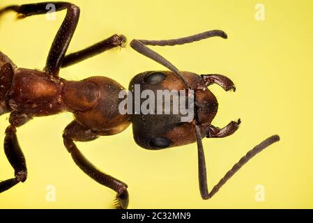 Makro Fokus Stapeln Porträt von roten Holz Ameise. Ihr lateinischer Name ist Formica rufa. Stockfoto