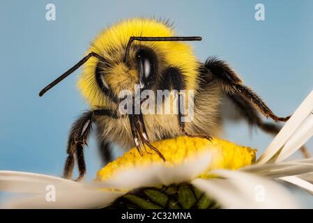 Makro Fokus Stapeln Aufnahme von Weißschwanzbumblebee auf Blume. Sein lateinischer Name ist Bombus pratorum. Stockfoto