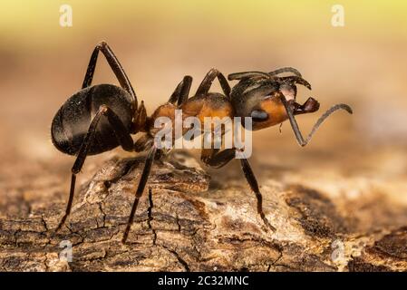 Nahaufnahme von Ameisen, Ameisen, Ameisen, Formica rufa Stockfoto