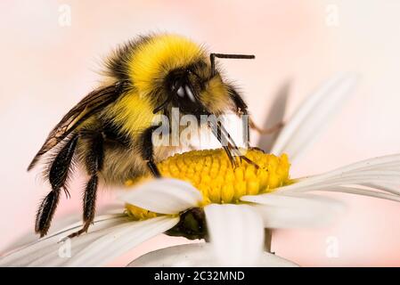 Makro Fokus Stapeln Aufnahme von Weißschwanzbumblebee auf Blume. Sein lateinischer Name ist Bombus pratorum. Stockfoto