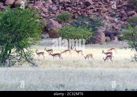 Herde Springboks, die auf den Ebenen Namibias grasen Stockfoto