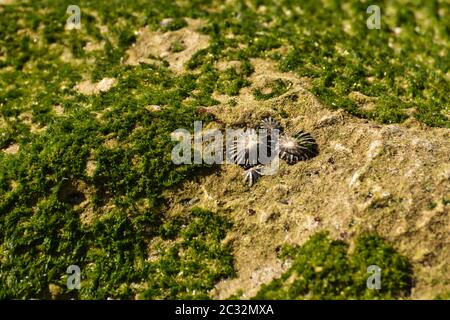 Kalkmuscheln und Moos auf Küstenfelsen (Patellidae sp.) Stockfoto