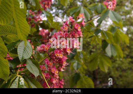 Tieforange Blüten des Horse Chesnut oder Conker Tree in Blüte Stockfoto