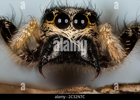 Makro Fokus Stapeln Porträt von Zebra Spider oder Common Jumping Spider . Sein lateinischer Name ist Salticus scenicus. Stockfoto