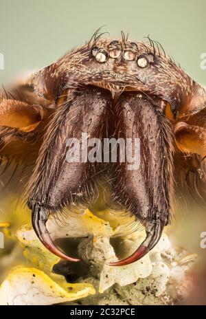 Makro Fokus Stapeln Aufnahme der weiblichen Riesenhaus Spider. Sein lateinischer Name ist Eratigena atrica. Stockfoto