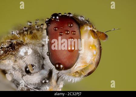 Makro Fokus Stapeln Porträt von Hoverfly Stockfoto