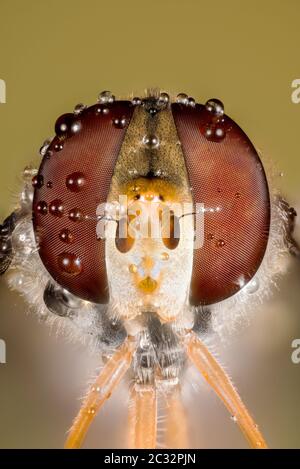 Makro Fokus Stapeln Porträt von Hoverfly Stockfoto
