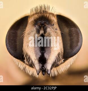 Makro Fokus Stapeln Porträt von Hoverfly Stockfoto