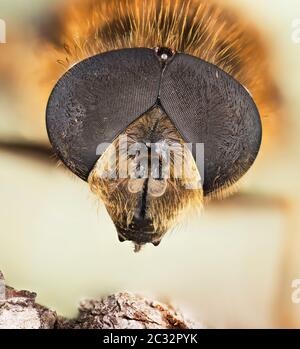 Makro Fokus Stapeln Porträt von Hoverfly Stockfoto