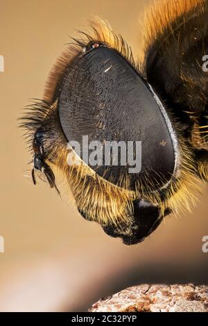 Makro Fokus Stapeln Porträt von Hoverfly Stockfoto