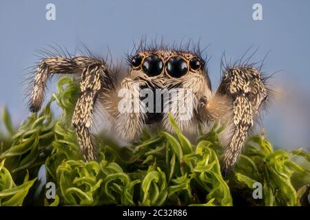 Makro Fokus Stapeln Porträt von Zebra Spider oder Common Jumping Spider . Sein lateinischer Name ist Salticus scenicus. Stockfoto