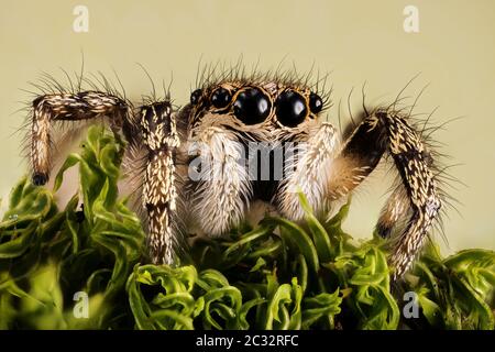 Makro Fokus Stapeln Porträt von Zebra Spider oder Common Jumping Spider . Sein lateinischer Name ist Salticus scenicus. Stockfoto