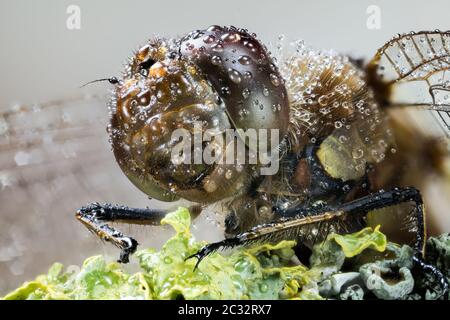 Makro Stapeln Fokus Porträt von Vagrant Darter. Ihr lateinischer Name ist Sympetrum vulgatum. Stockfoto